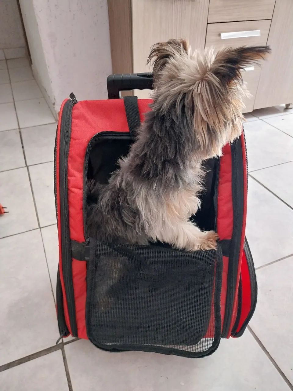 Bolsa e carrinho para pets