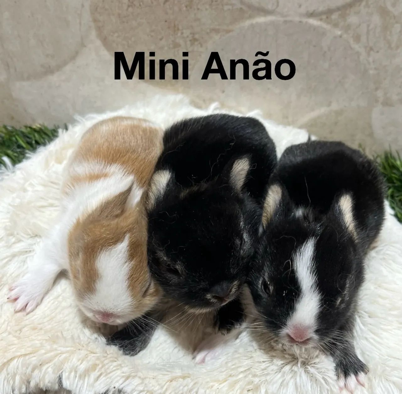 Mini coelhos  - Foto 2