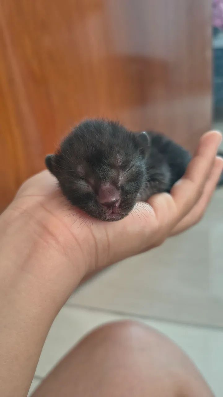 Gato - Foto 3