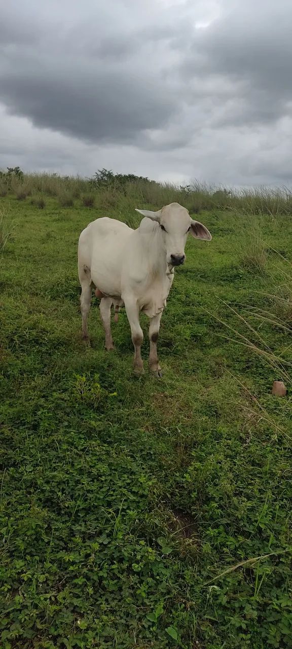 Vende se um lote 11 cabeça de gado  - Foto 5