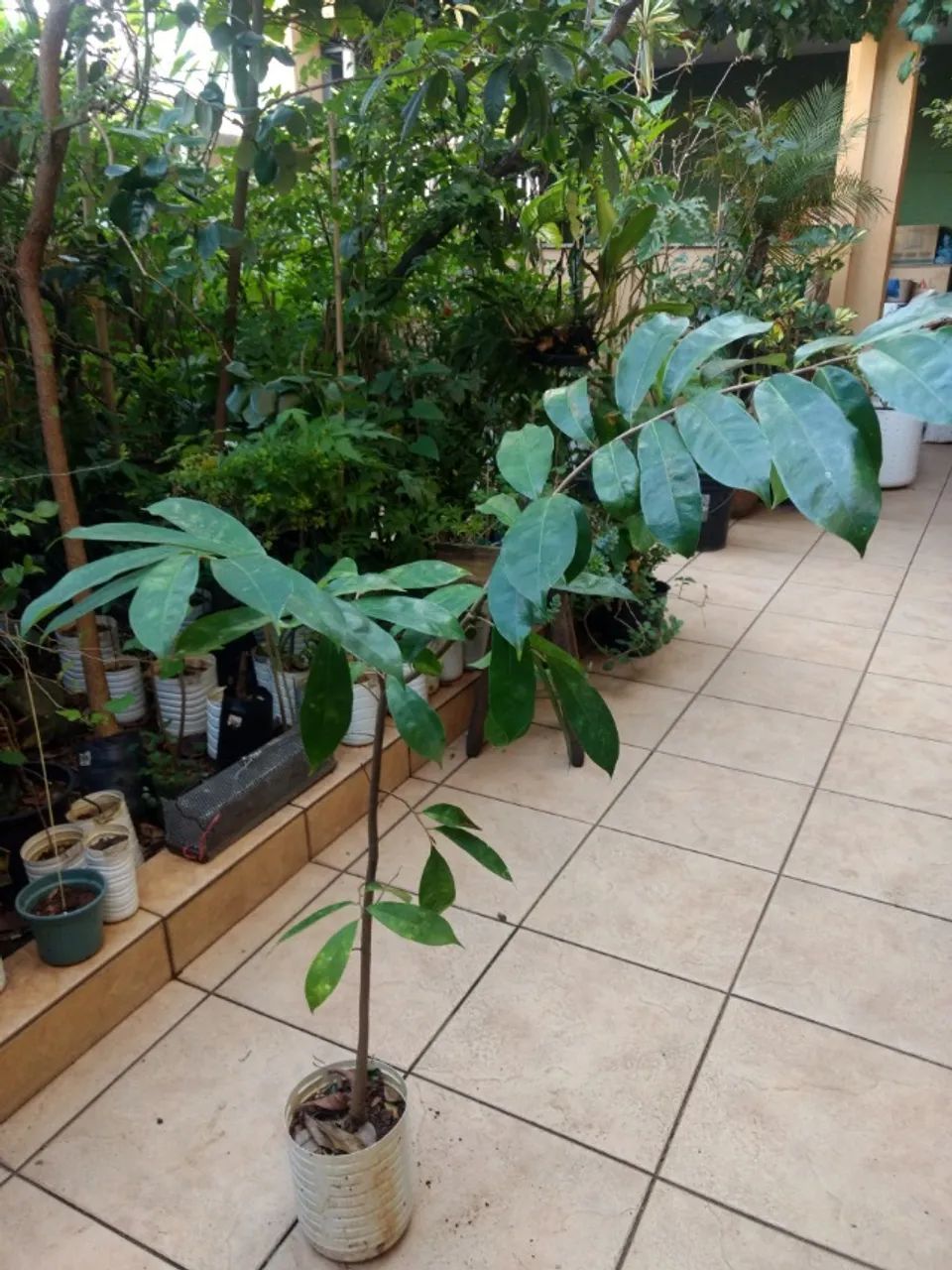 Vendo Mudas de Graviola Gigante - Guarulhos  - Foto 3