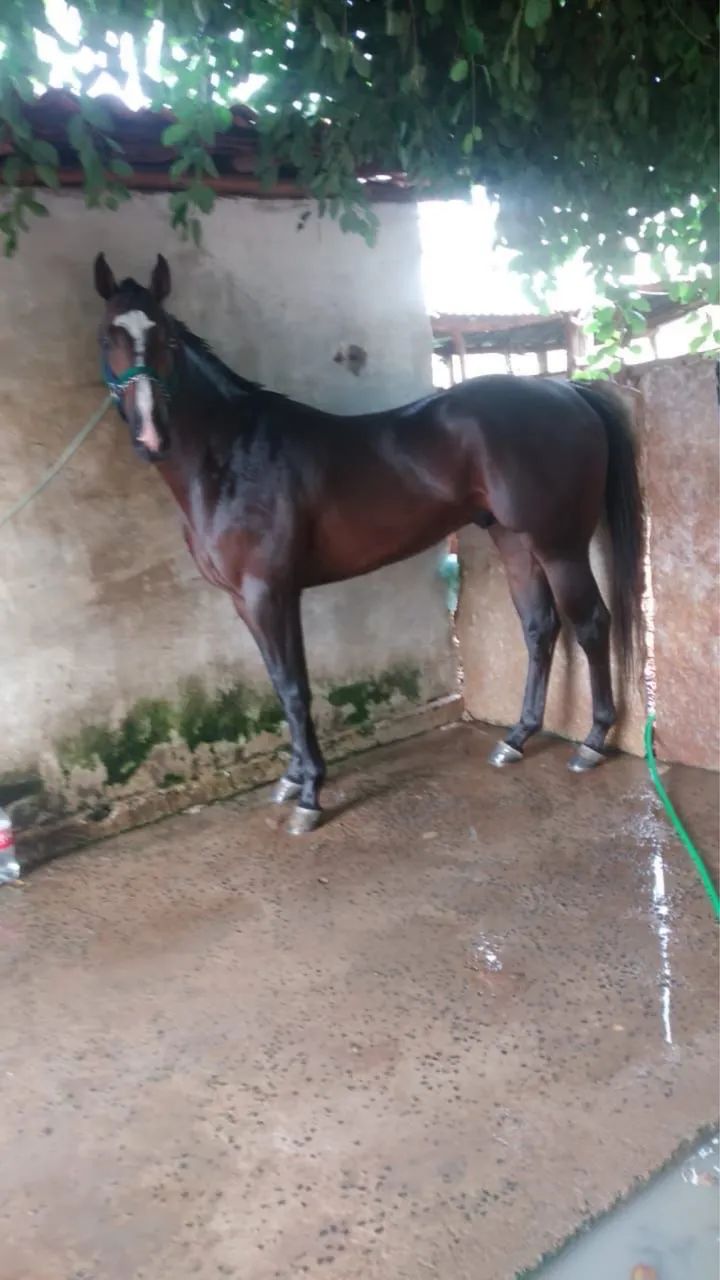 Vende-se Potra Mestiça  - Foto 5