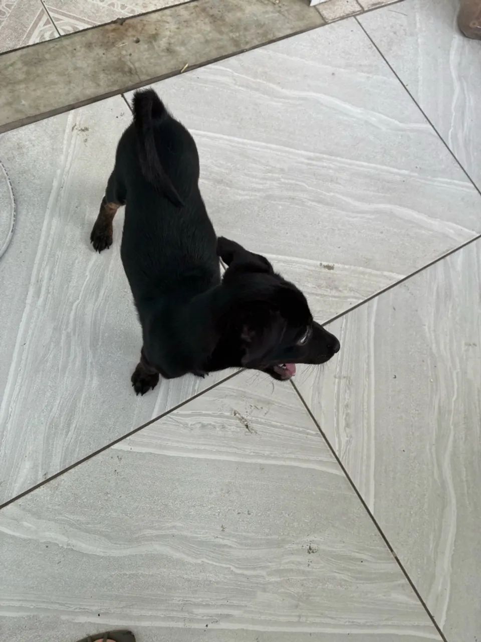 Doa-se cachorro 