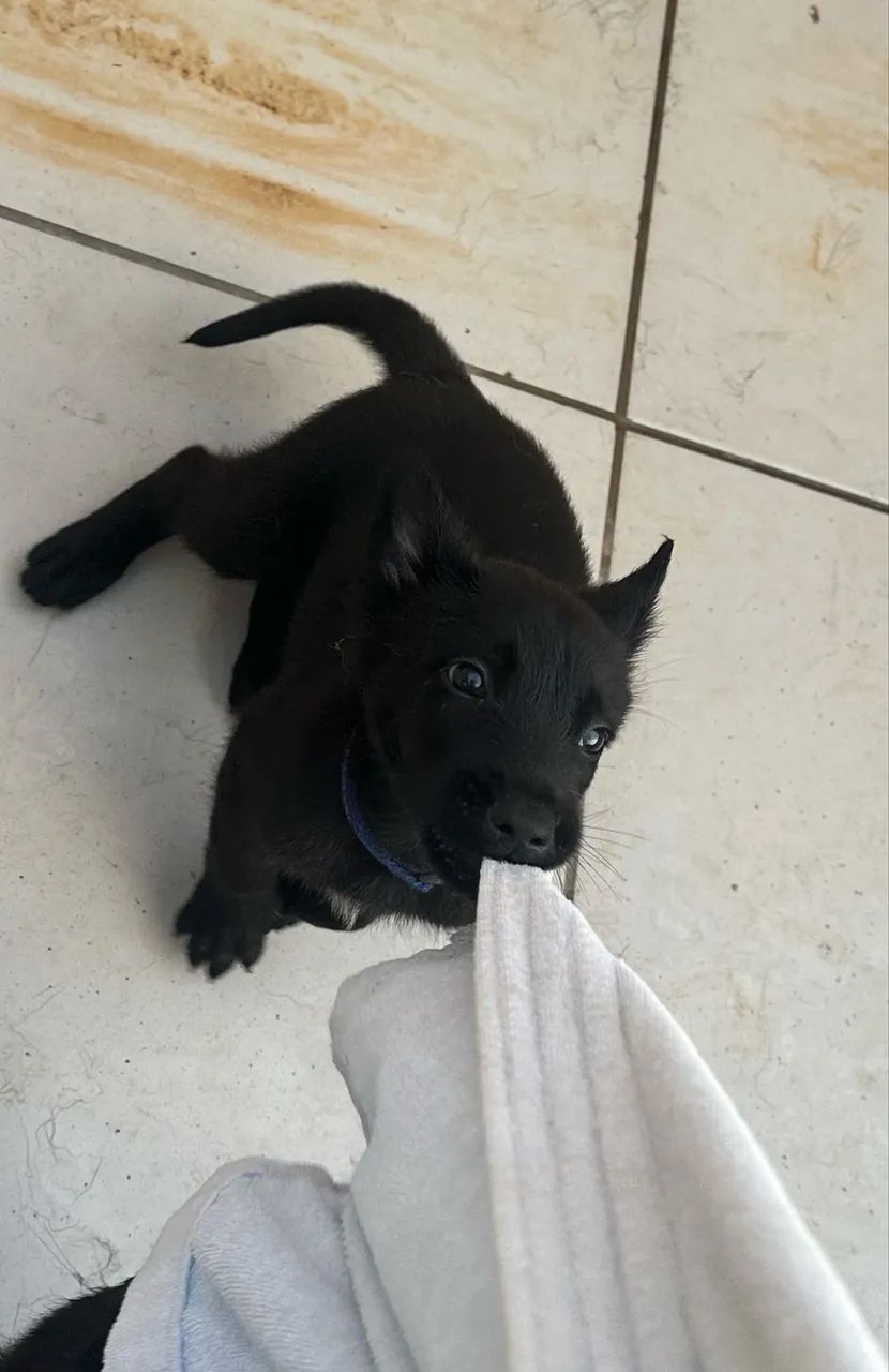 Pastor Belga Malinois  - Black - Foto 2