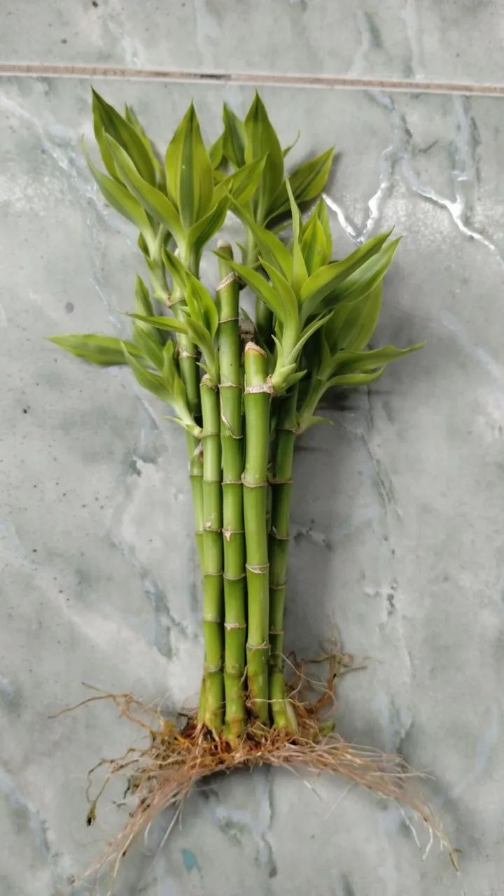 5 Mudas de Bambu da sorte - Foto 2