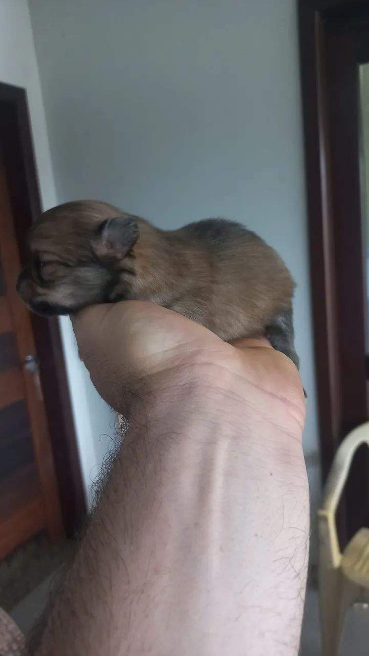 Lulu da pomerania  - Foto 3