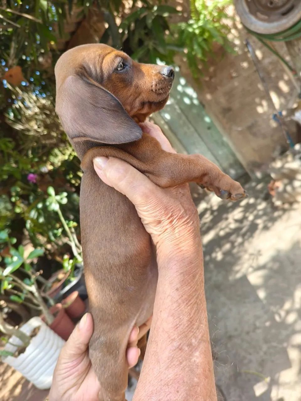  Dachshund  - Foto 5