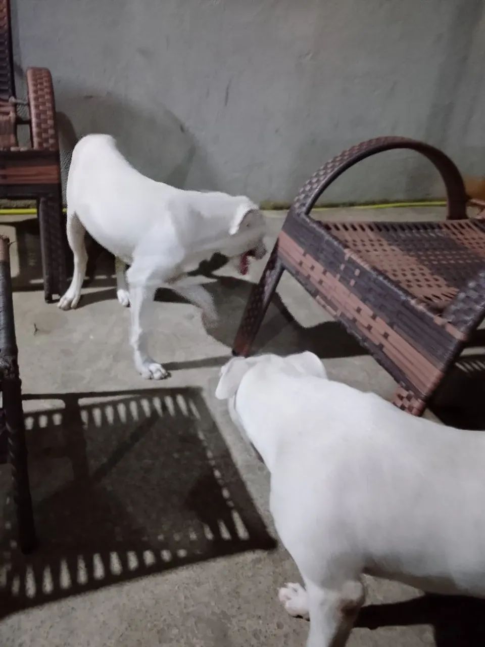 Filhotes de Pitbull 5 meses  - Foto 2