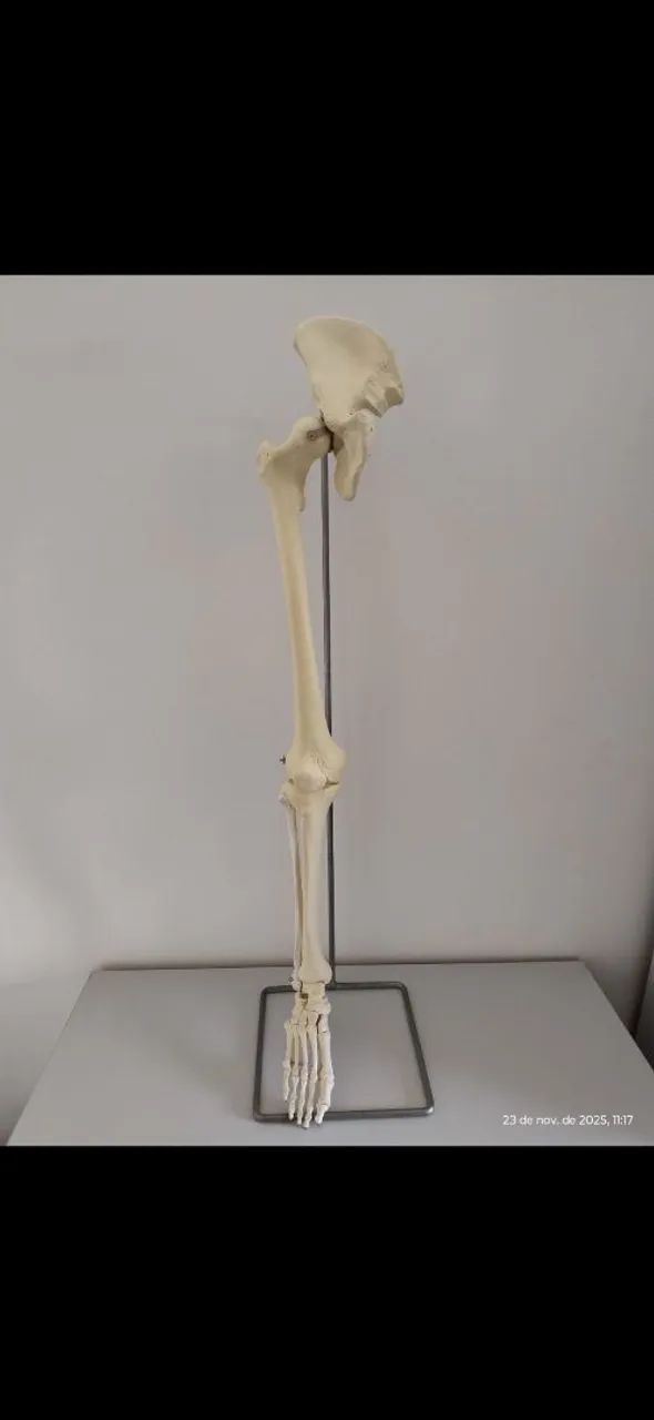 Material utilizado na sessão de fisioterapia para orientar o paciente.  - Foto 3