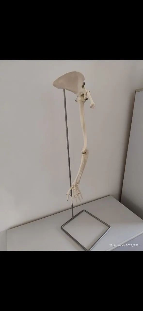 Material utilizado na sessão de fisioterapia para orientar o paciente.  - Foto 2