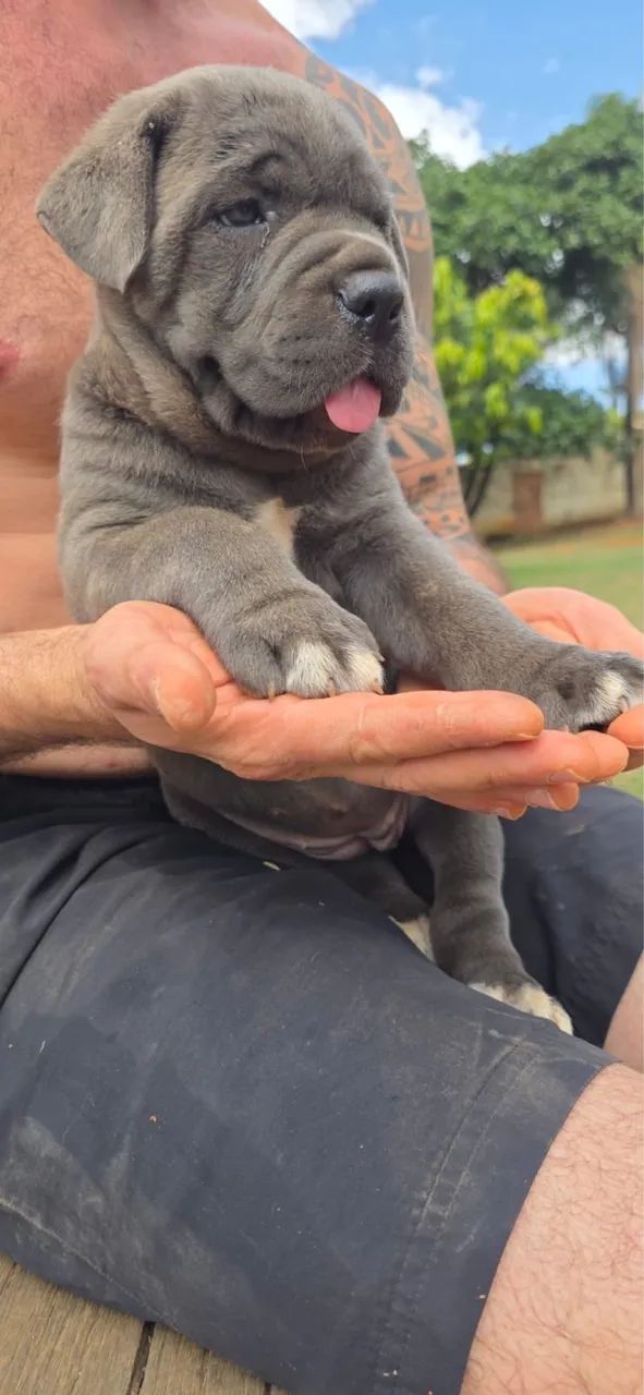 Filhote de Cane Corso - Foto 4