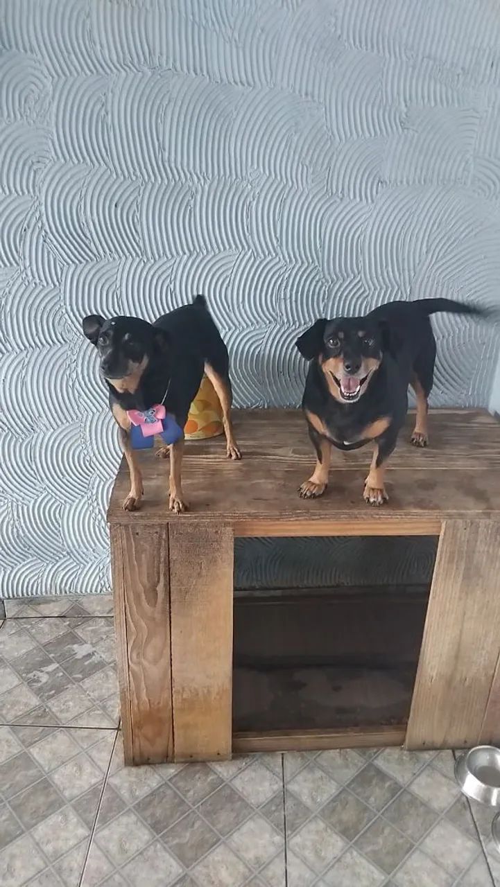 Estou doando dois cachorros 