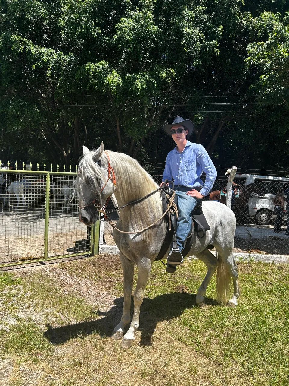 Cavalo Puro Sangue Lusitano Tordilho  - Foto 4