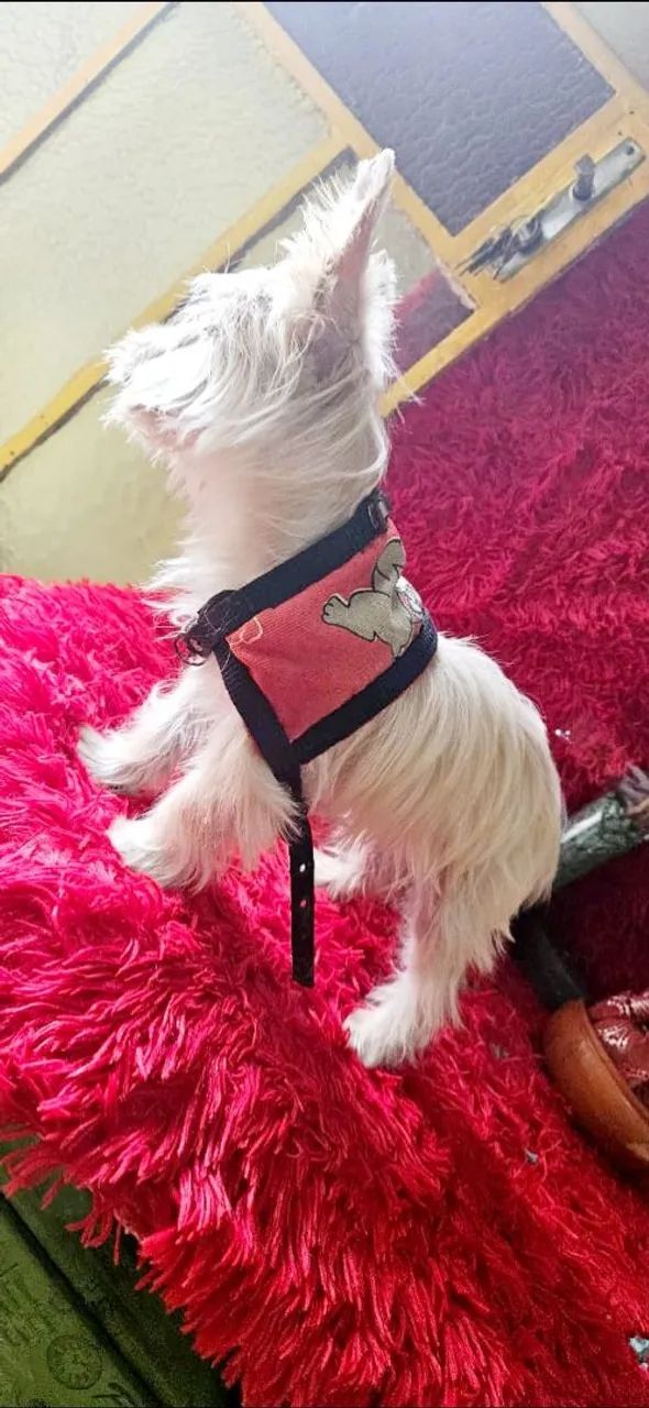 Yorkshire biwer albino com 5 meses com todas as vacinas  - Foto 4