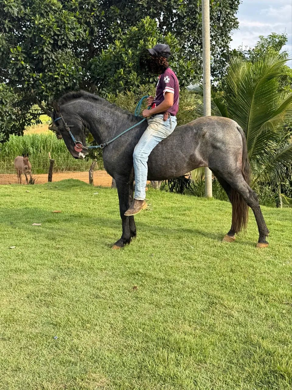 Vendo cavalo registrado marcha batida  - Foto 6