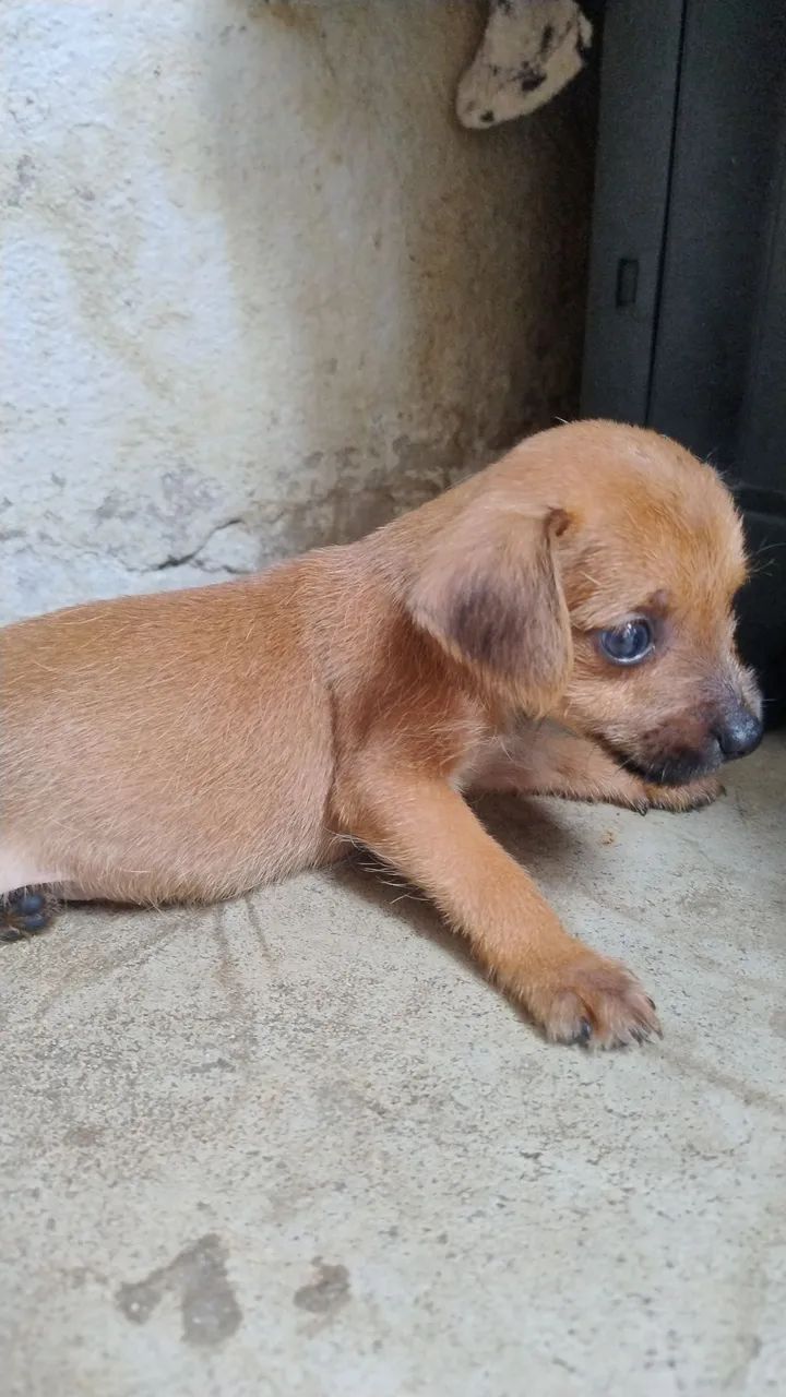 Adoção Responsavel  - Foto 2