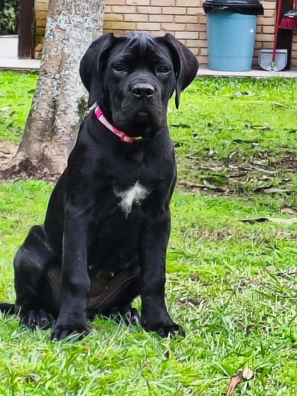 Filhotes de cane corso com pedigree 