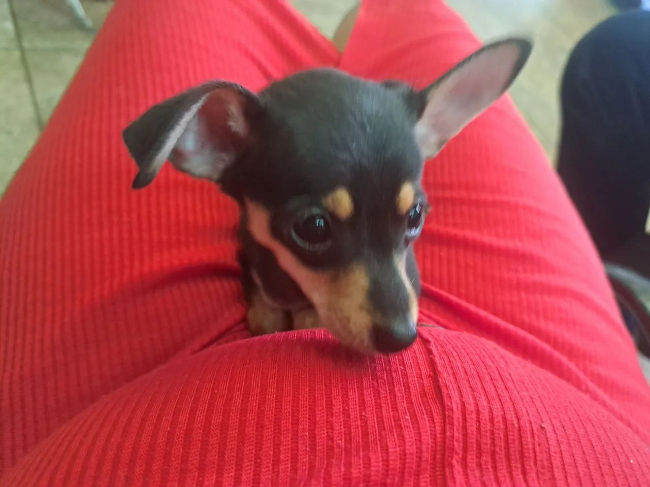 Filhote de pinscher macho  - Foto 3