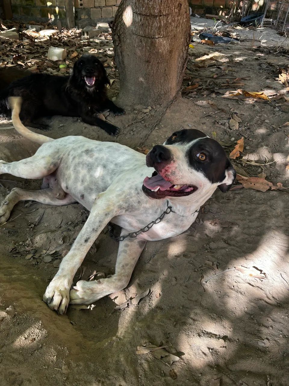 Pit bull - Foto 2