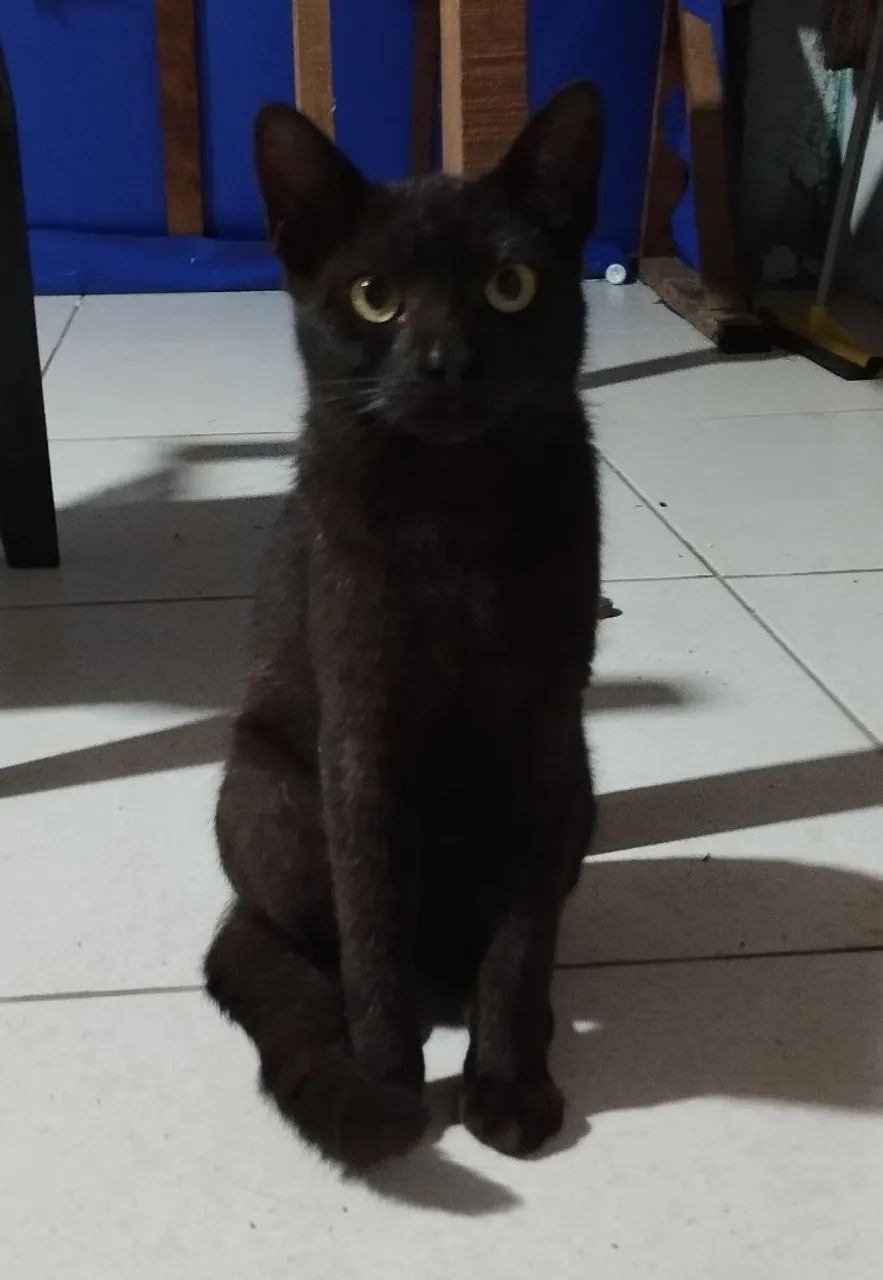 Adote um Gato  - Foto 3