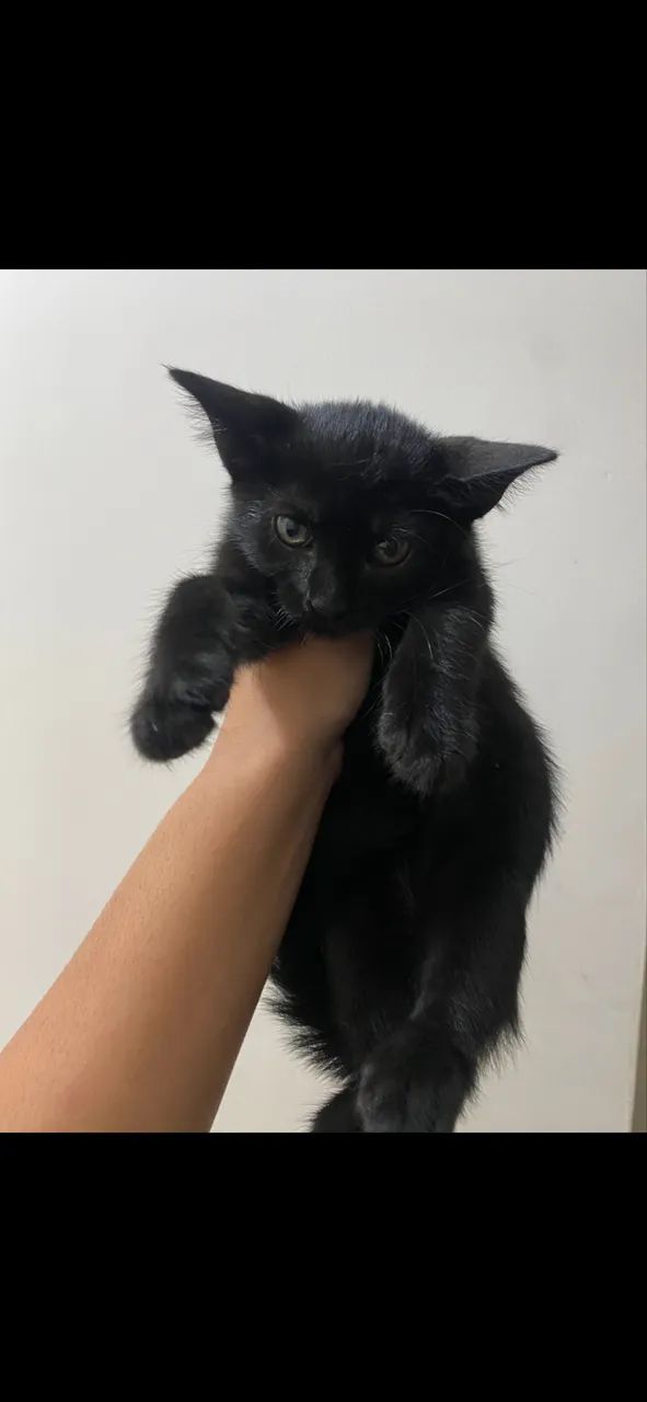 Gatinhos para adoção 