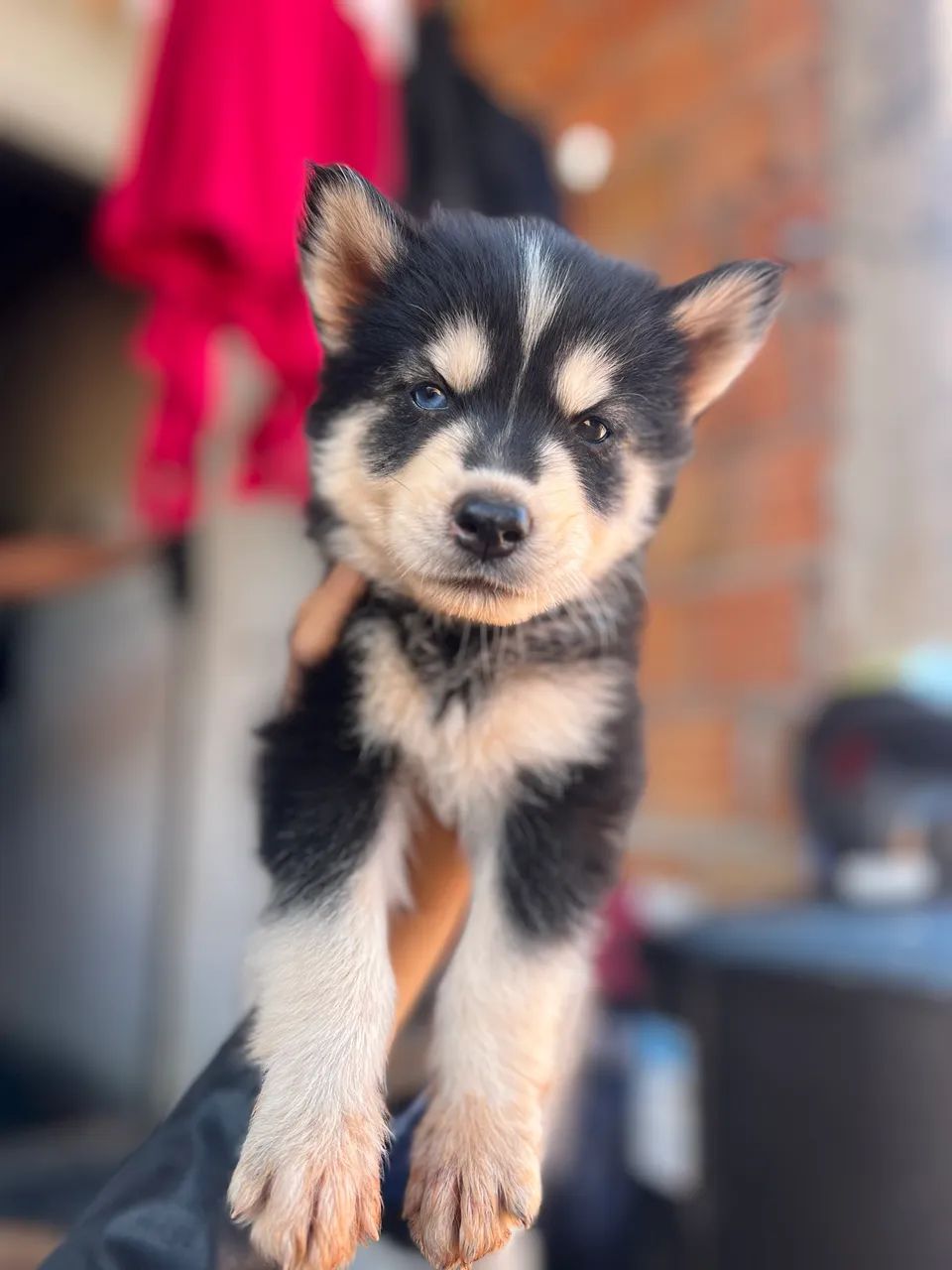 Husky siberiano  - Foto 3