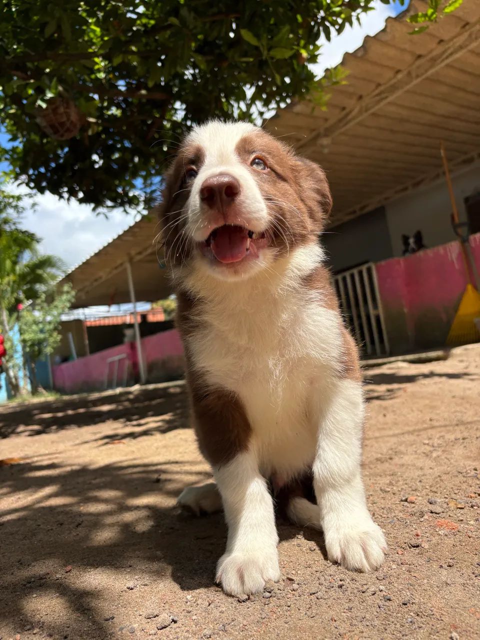 Filhote de Border collie