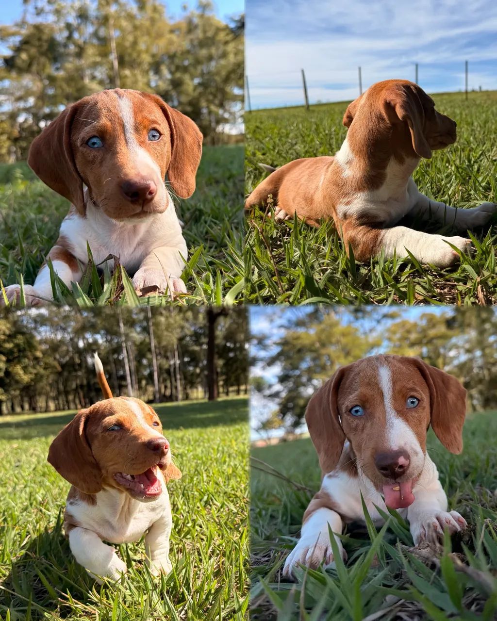 Filhote de Dachshund Miniatura na PROMOÇÃO  - Foto 2