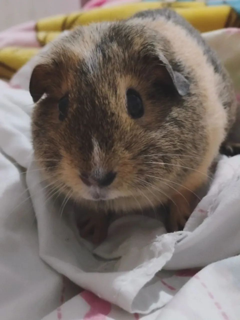 Pet - Foto 2