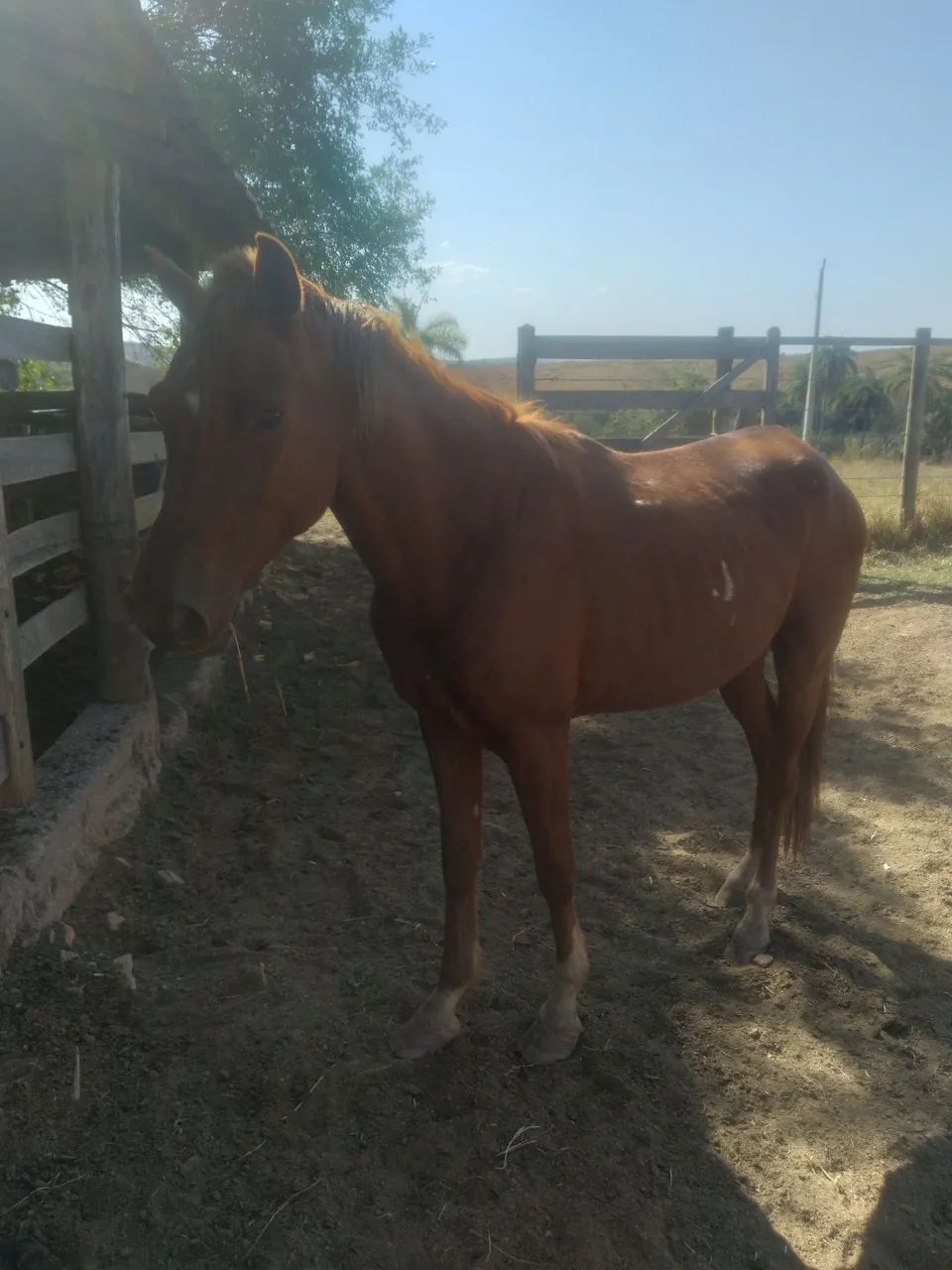Cavalo 1/2  Sangue Harabe.