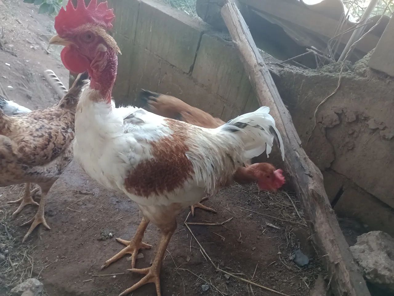 Frango  - Foto 5