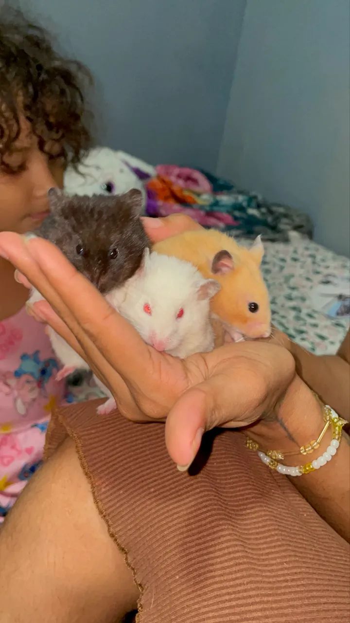 Hamster  - Foto 3