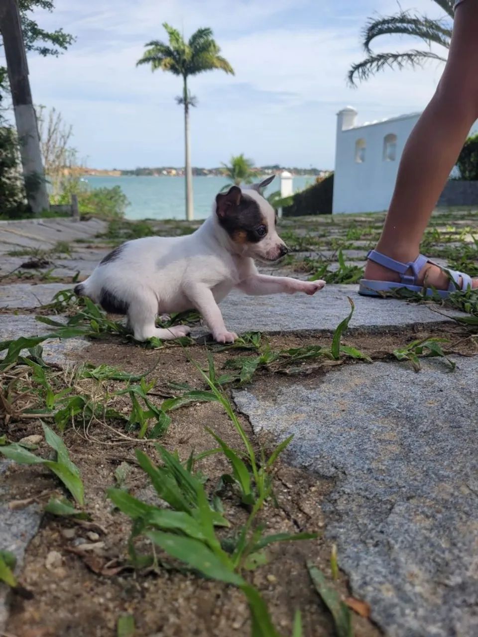 Pinscher  - Foto 2