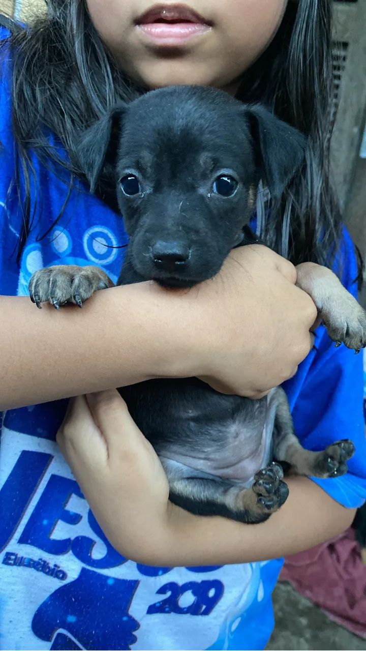Cachorros