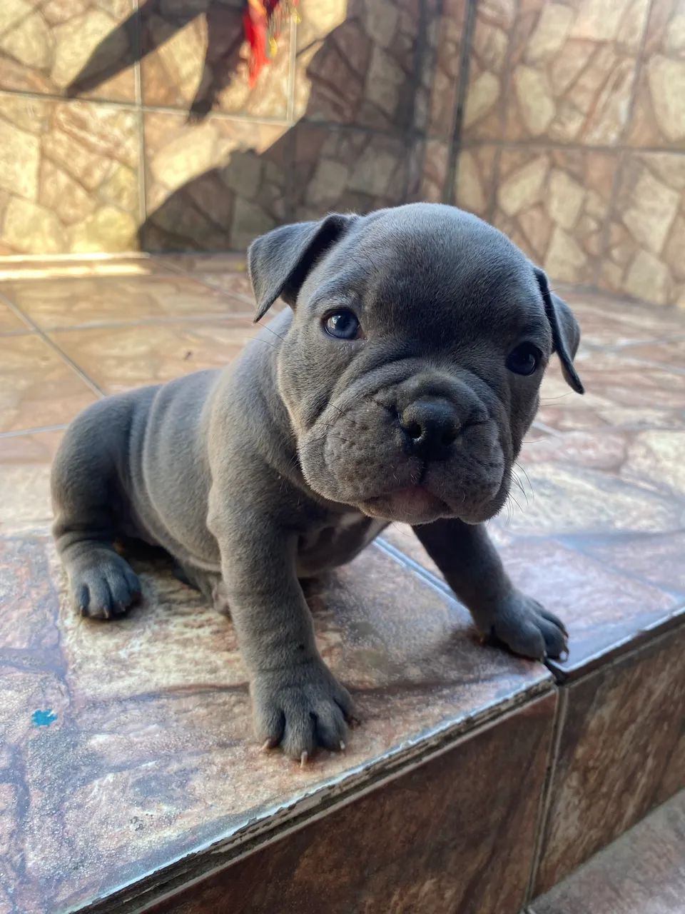 Exotic bully disponível  - Foto 3