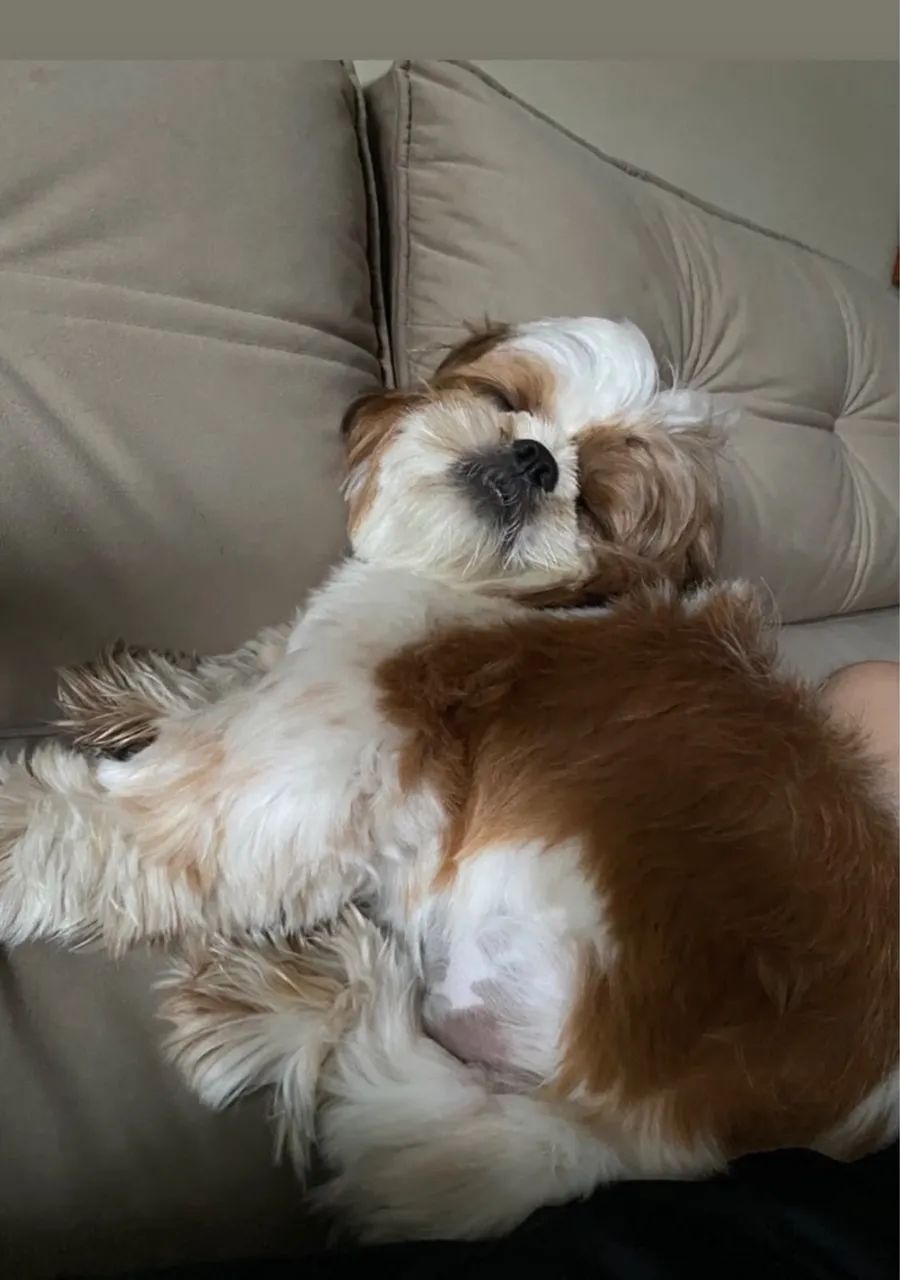 Doação de cachorro  - Foto 4
