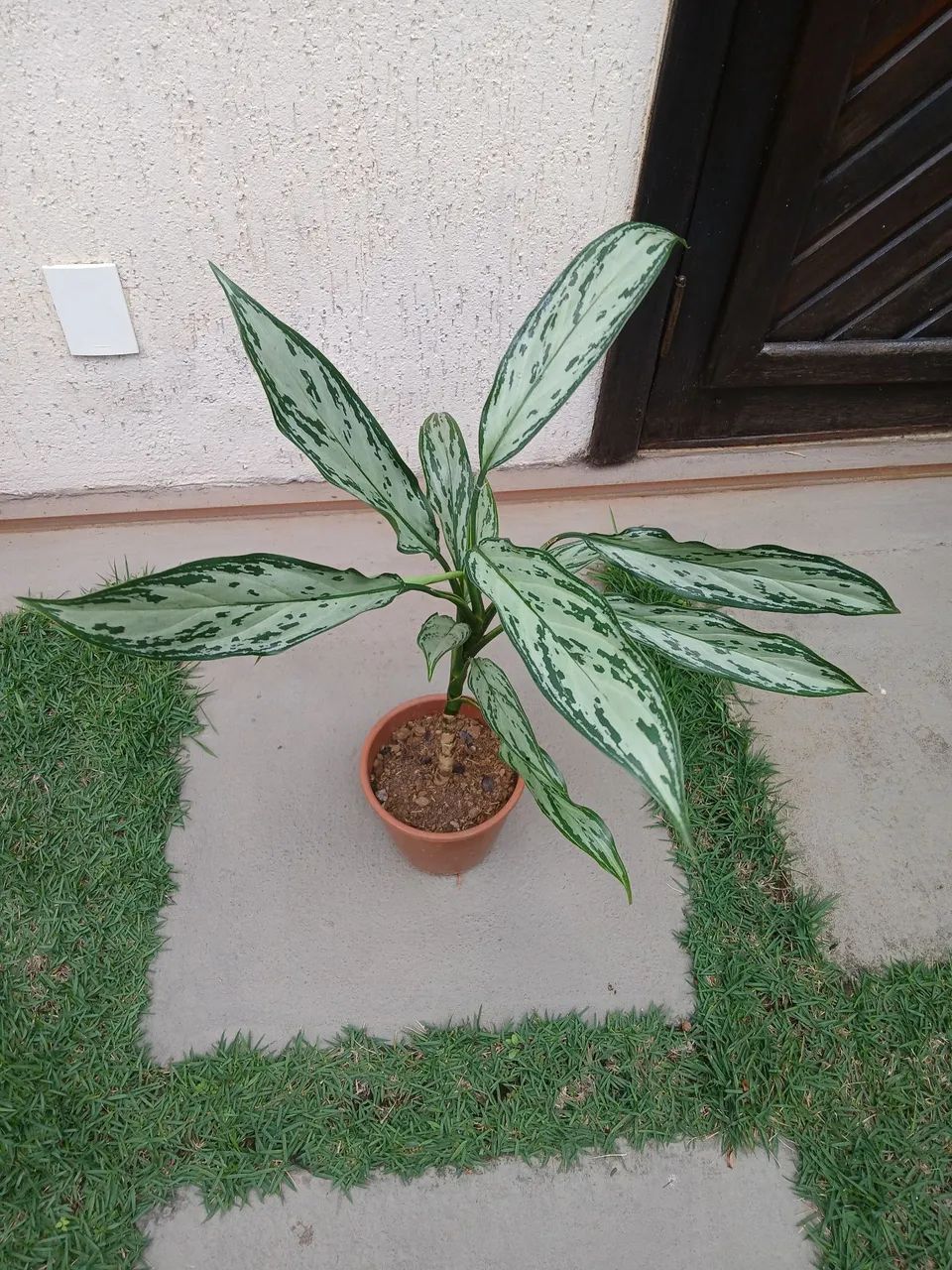 Aglaonema.  - Foto 4