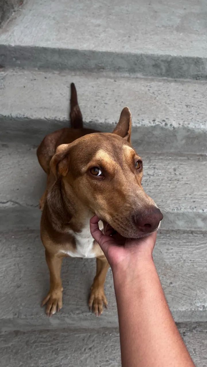Doa-se Cachorrinha  - Foto 2