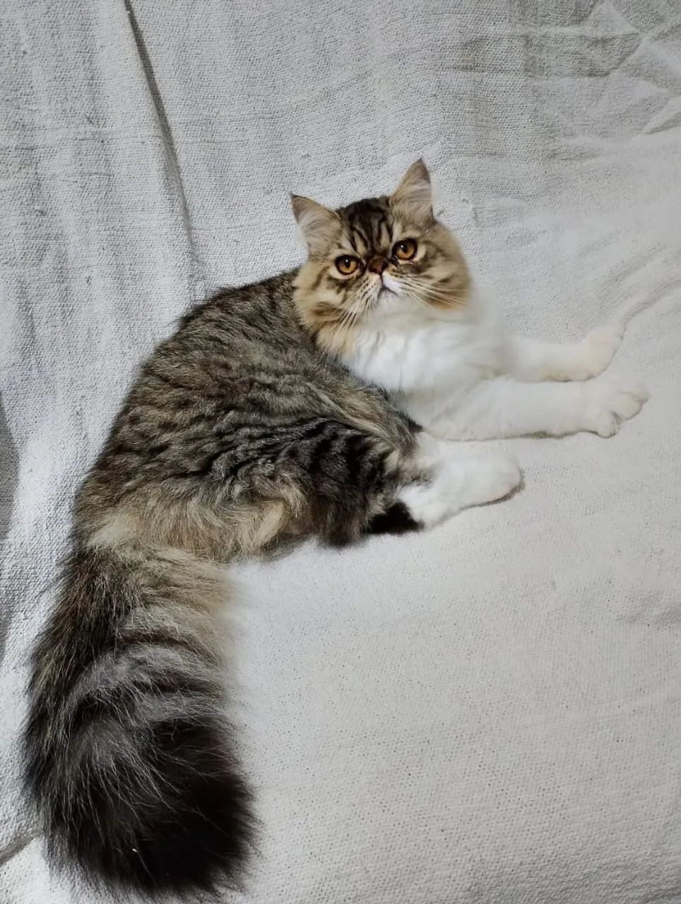 Gato persa - Foto 2