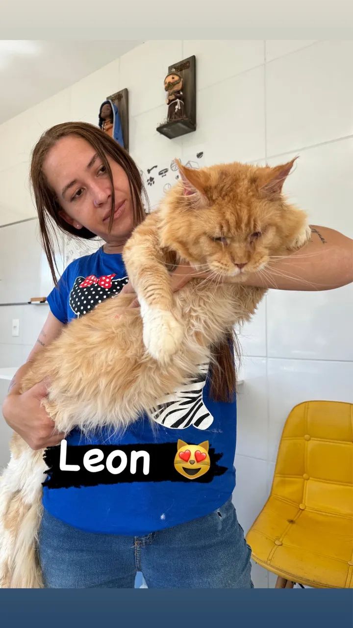 MAINE COON - Foto 4