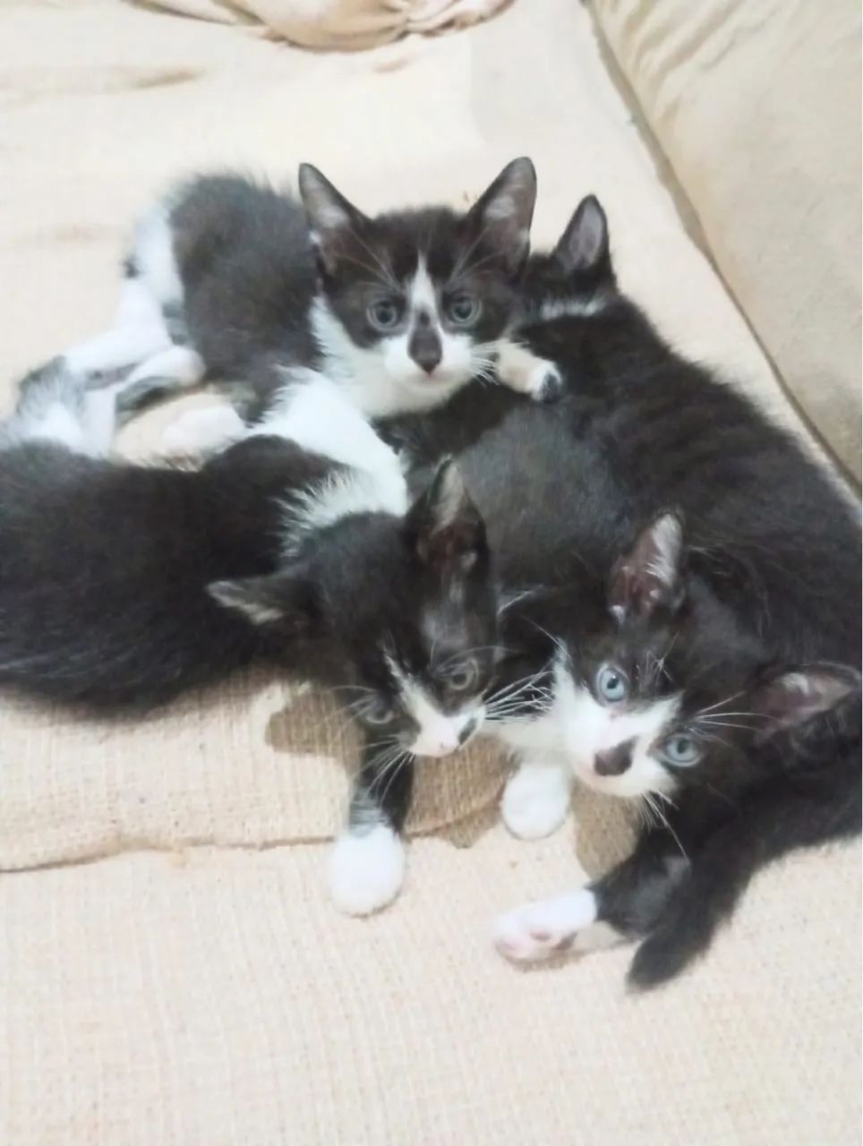 Doação de gatinhos 