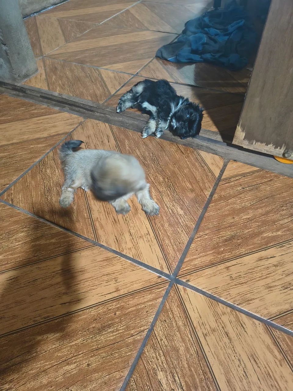 mini Shih Tzu - Foto 5