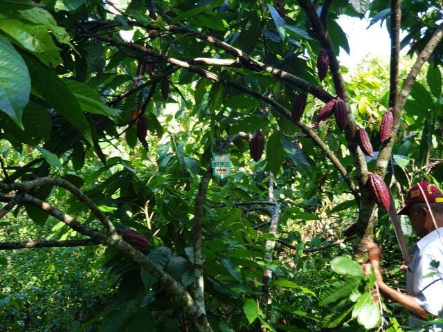 Ilhéus. Fazenda com 368 Hectares cultivo de cacau e gado - Foto 20