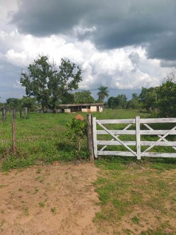 Faz. 12 alqueires à 30 km de Imperatriz- porteira fechada * - Foto 10
