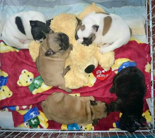 Buldog francês machos e fêmeas , canil Ps