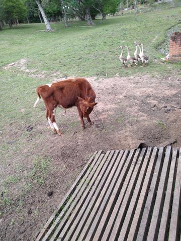 Touro da raça Red Angus - Foto 2