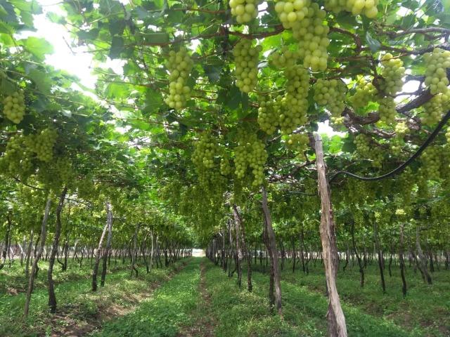Fazenda a Venda - Foto 17
