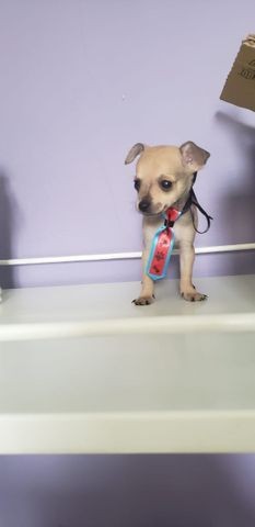 Machinho Pinscher n1 - Foto 2