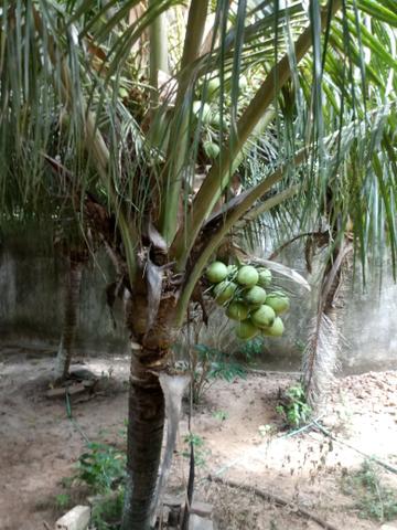 Venda de sitio - Foto 2