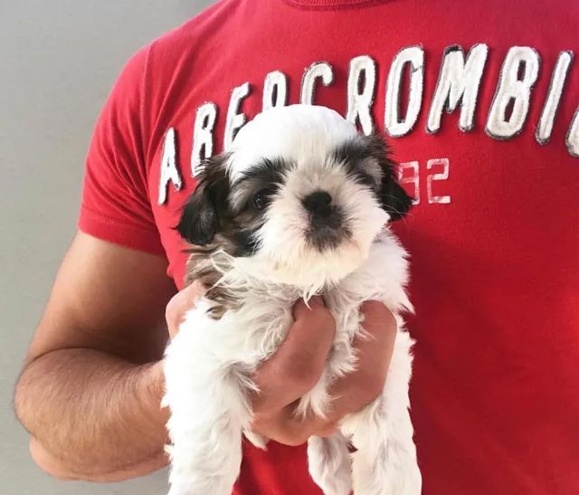 Shihtzu entregamos ele para você  - Foto 4
